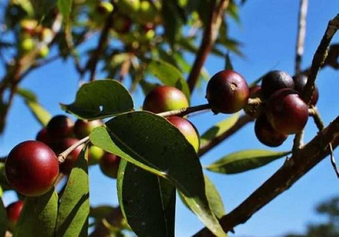 Fruta brasileira usada contra o câncer será testada em pacientes no Canadá