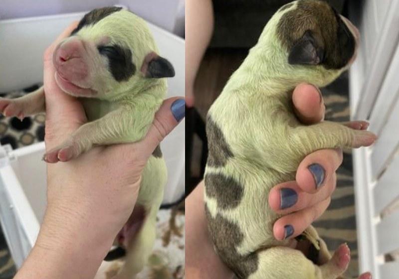 (FOTOS) Filhote raro de cão nasce verde como periquito e redes escolhem nome
