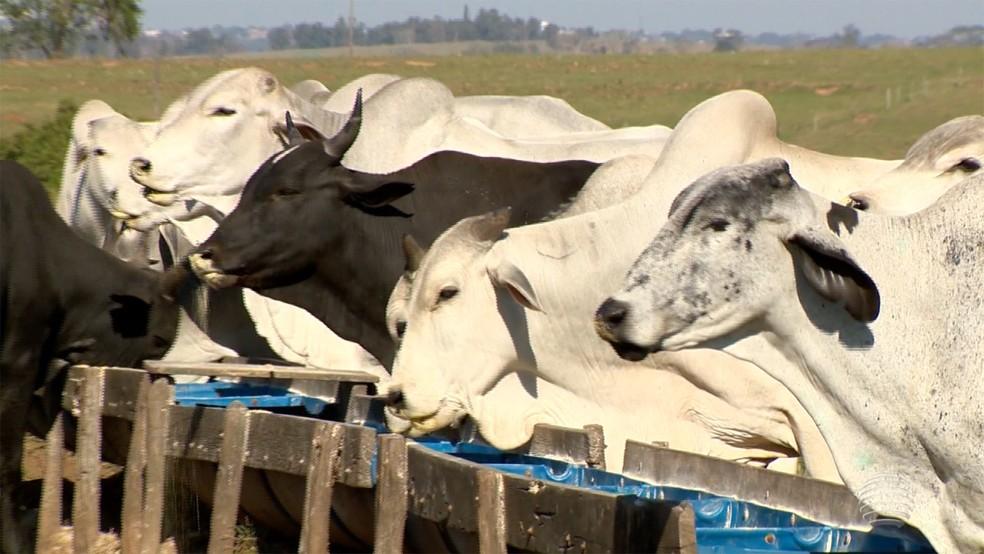 Preço médio da arroba do boi gordo na 1ª semana de março é de R$ 280 em Rondônia