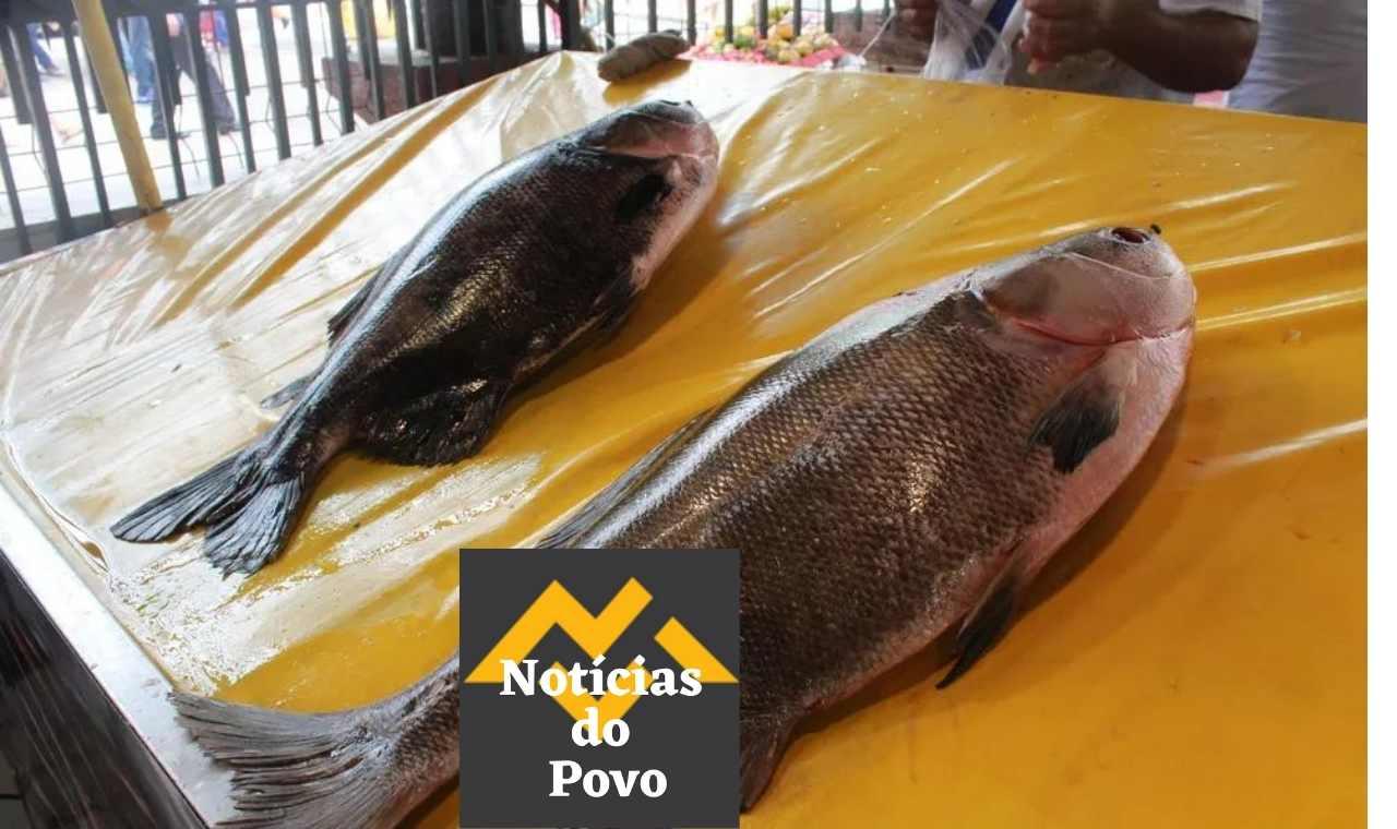 Preço do tambaqui: veja a nova cotação da Emater em Rondônia