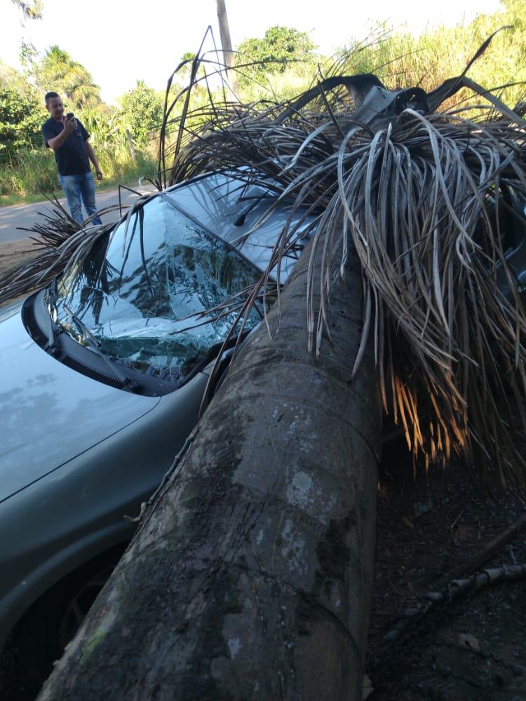 Ji-Paraná: Árvore cai e destrói carro estacionado.(FOTOS)