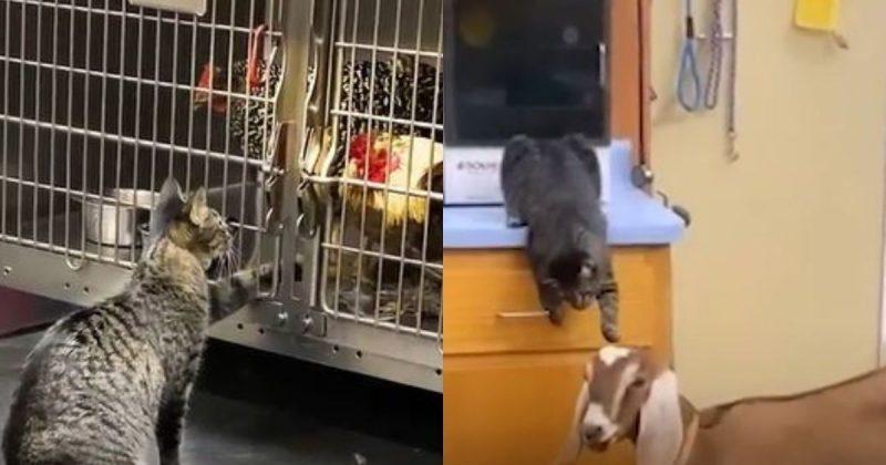 Gatinha invade gaiola de animais internados e faz carinho em todos (VÍDEO)