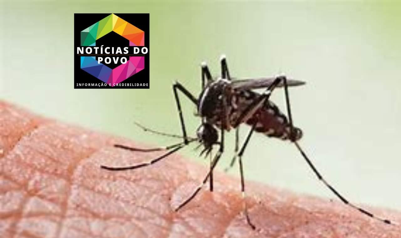 Brasileiros criam inseticida que mata Aedes aegypti sem danos à saúde e meio ambiente