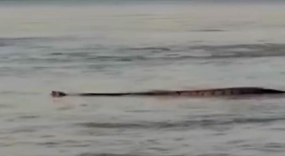 Cobra gigante é vista por Pescadores;
