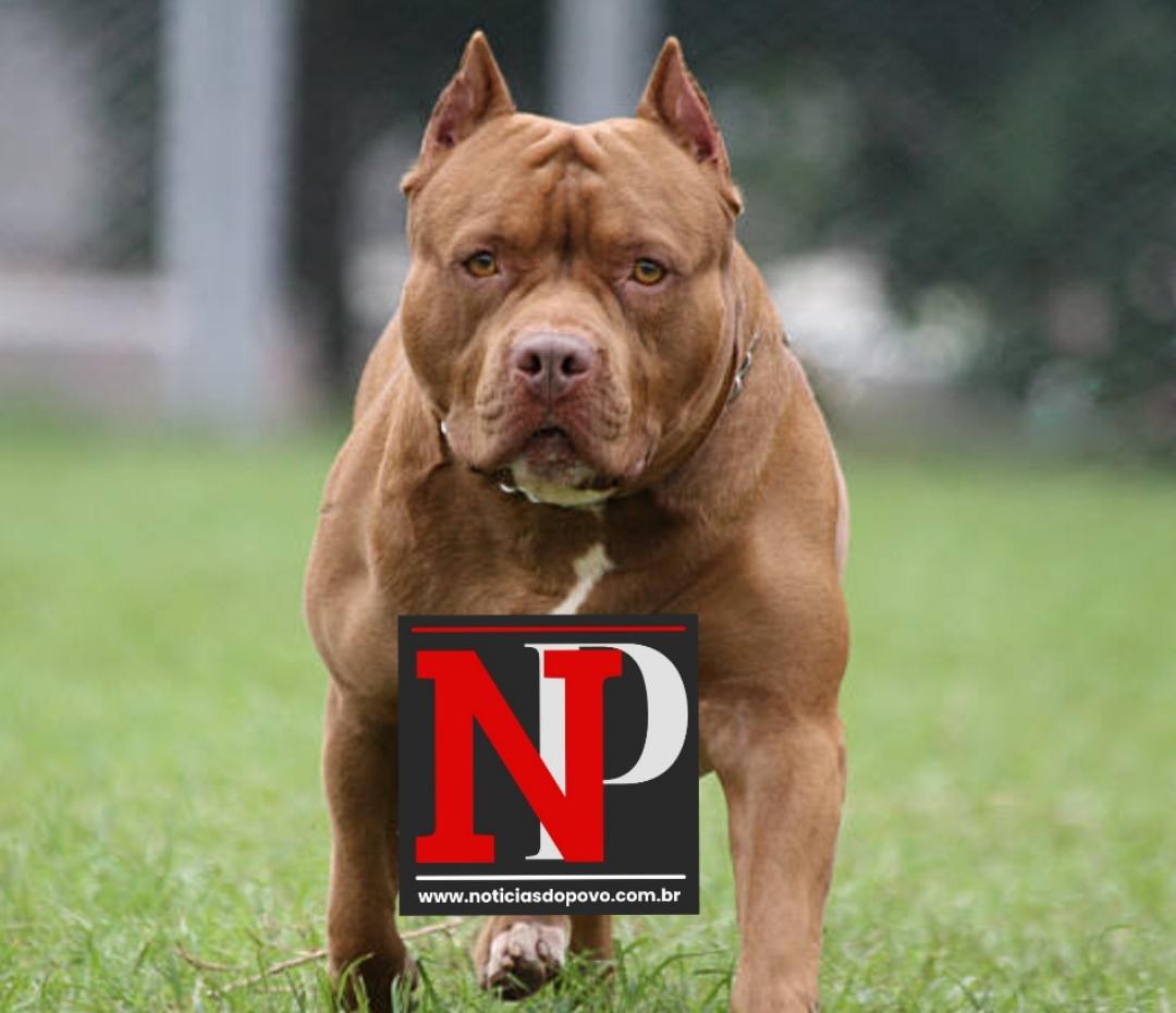 Garoto tem 90%da orelha arrancada por Pit bull