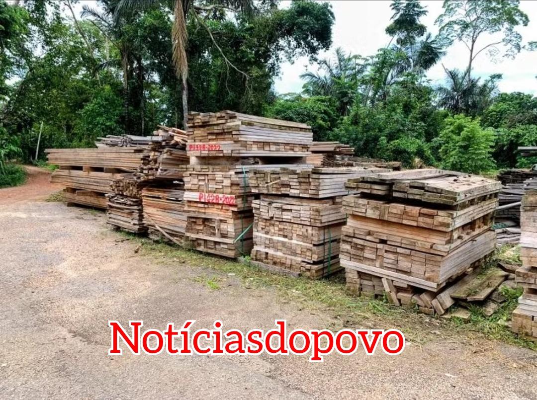 Leilão de madeiras: