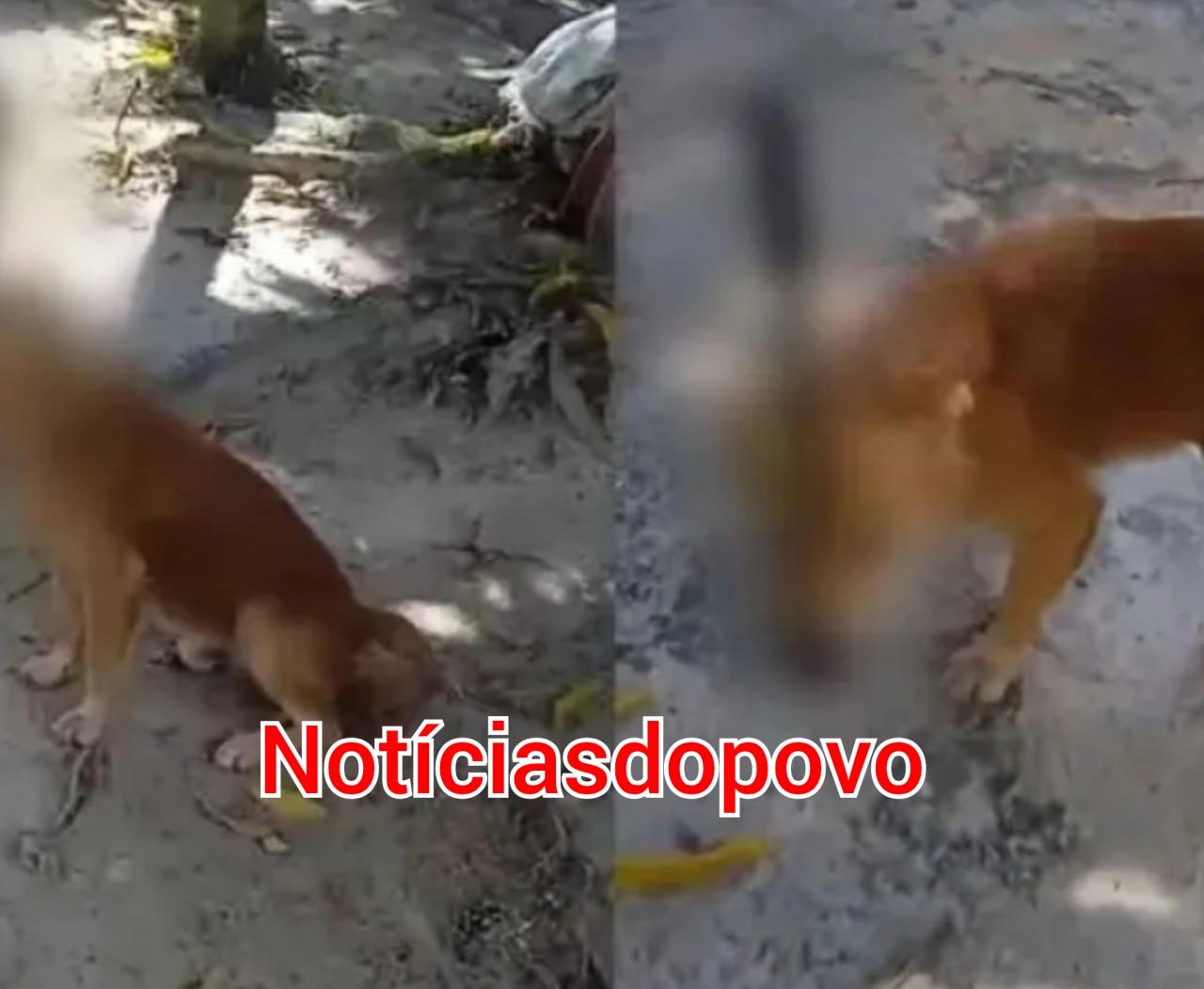 Vídeo mostra Crueldade com cachorro