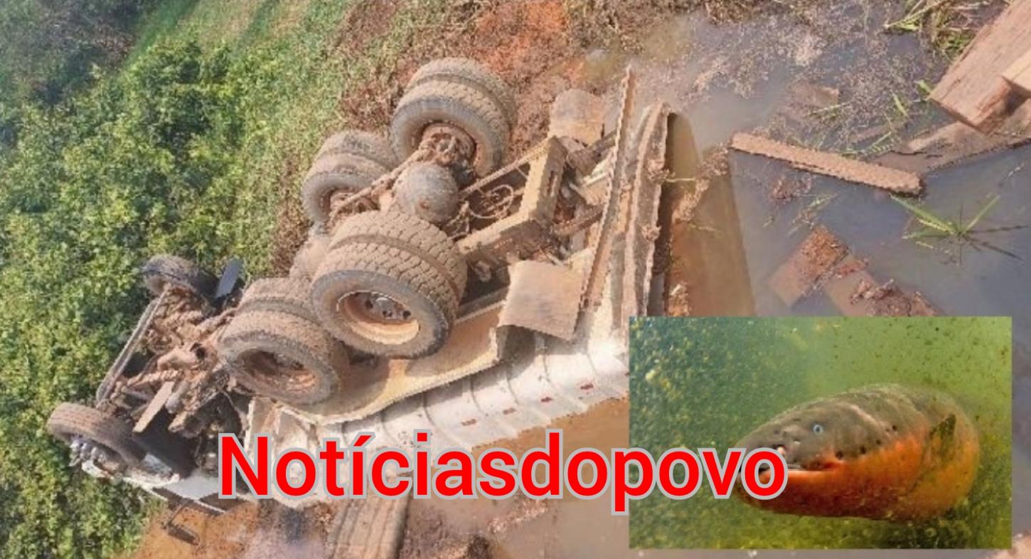 Motorista leva choque de peixe elétrico