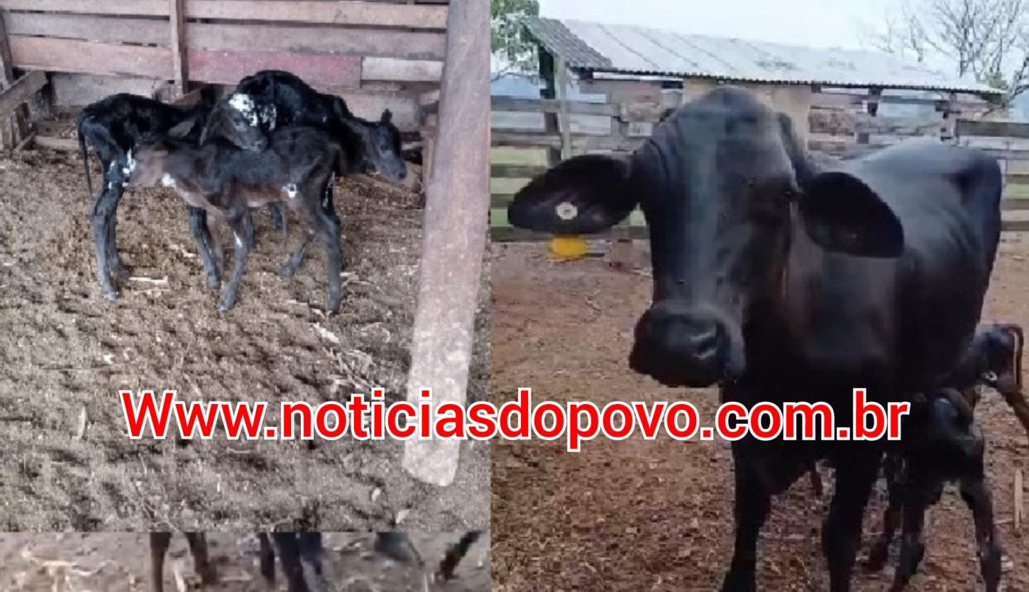 Vaca surpreende e dá à luz a trigêmeos .