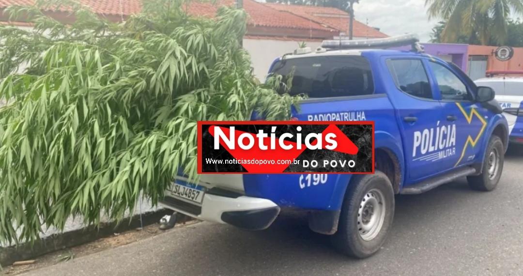 Cultivo de Maconha em Ji-Paraná