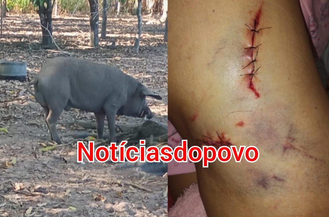 Produtora sofre ataque de porco doméstico.