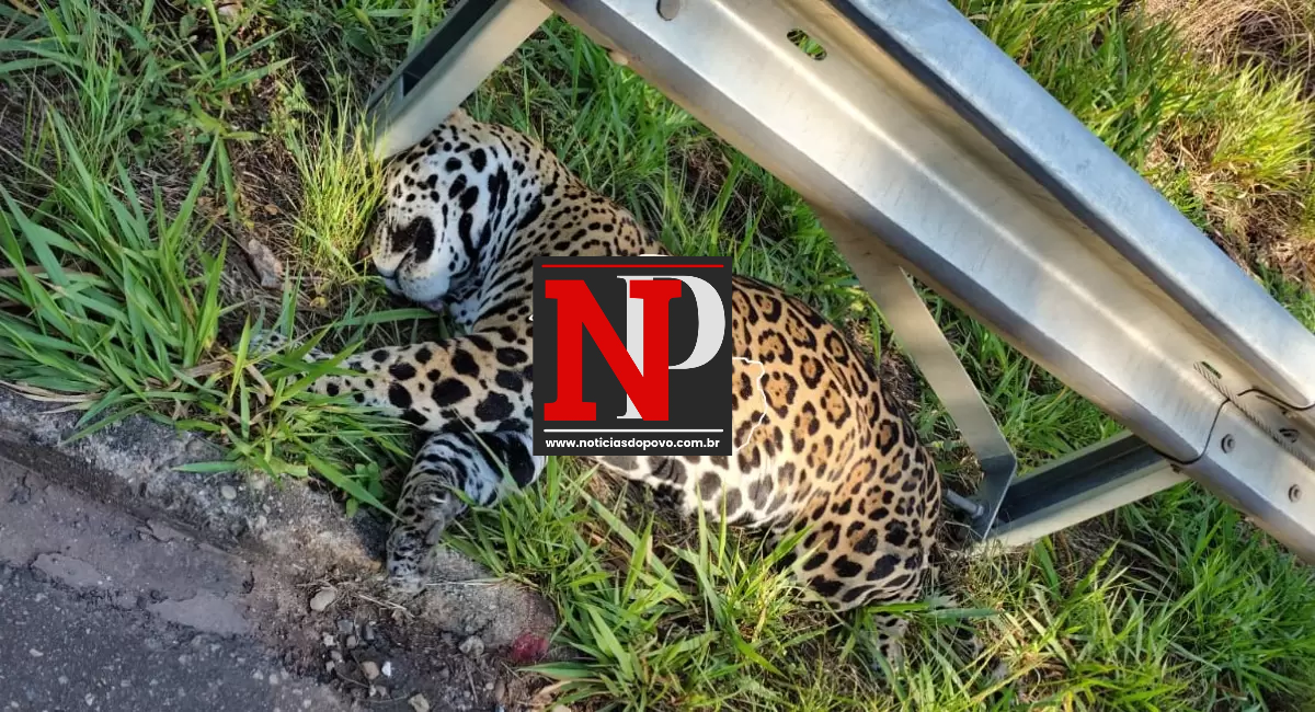 Onça-pintada de 120 quilos morre atropelada.a.