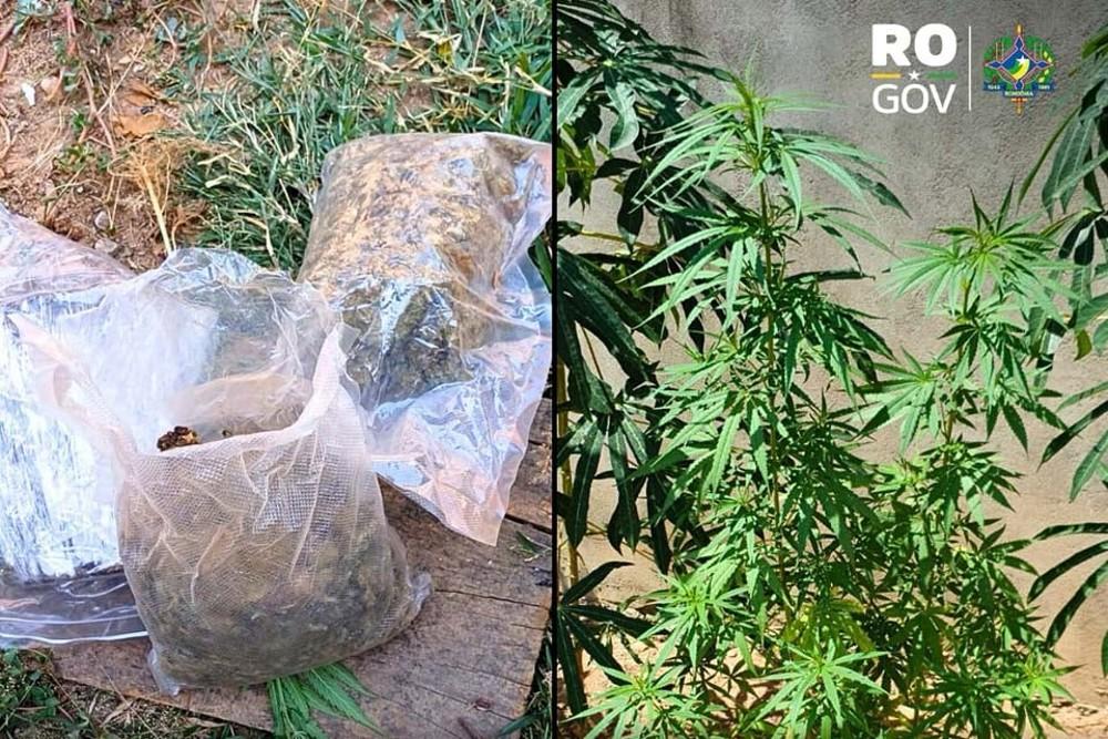 Polícia Civil encontra 17 pés de maconha.