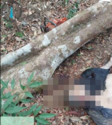 Trabalhador morre após árvore cai sobre ele.